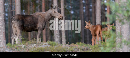 Una selvaggia femmina o alce elk con due giovani vitelli in una foresta in Svezia, Luglio 2019 Foto Stock