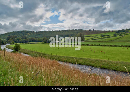 RED DEER FARM GLENKINDIE ABERDEENSHIRE Scozia cervi di allevamento in campi dal fiume DON Foto Stock