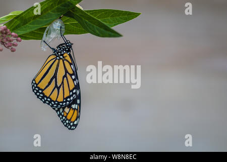 Farfalla monarca, Danaus Plexppus, recentemente emerso da crisalide, su milkweed con fiori gialli, sfondo, spazio per testo e copia Foto Stock