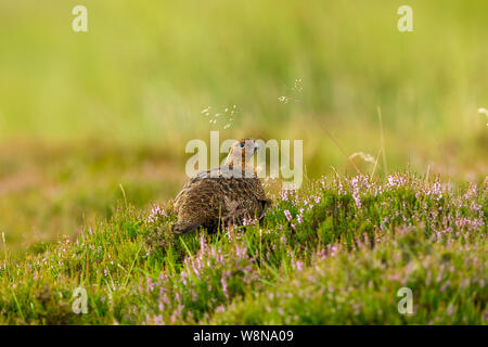 Red Grouse (nome scientifico: Lagopus Lagopus) giovane maschio red grouse, sorgeva in una naturale habitat brughiera durante il mese di agosto, con erbe e erica viola Foto Stock