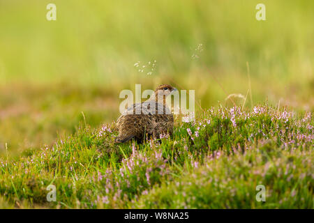 Red Grouse (nome scientifico: Lagopus Lagopus) giovane maschio red grouse, sorgeva in una naturale habitat brughiera durante il mese di agosto, con erbe e erica viola Foto Stock