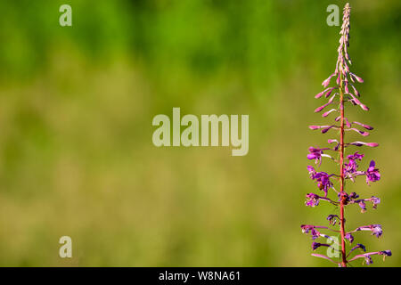 Fireweed, noto anche come grande o Willowherb Rosebay Willowherb. Impianto singolo a destra. Pulire, sfondo verde. Semplice immagine. Paesaggio Foto Stock