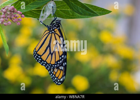 Farfalla monarca, Danaus Plexppus, recentemente emerso da crisalide, su milkweed con fiori gialli, sfondo, spazio per testo e copia Foto Stock