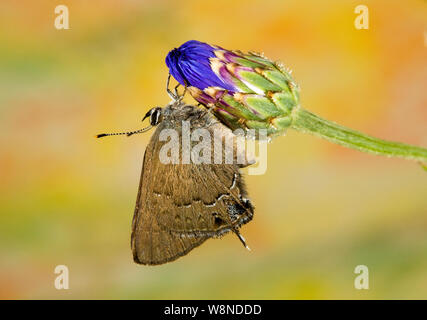 Ritratto di una siepe Hairstreak farfalla Satyrium saepium, su un millefiori in Oregon Cascade Mountains. Foto Stock