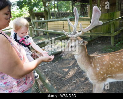 Mamma e alimentazione dei bimbi un daino a theTamar Otter & Centro faunistico, Nord Petherwin, Nr. Launceston, Cornwall, Regno Unito Foto Stock