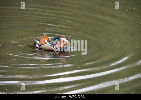 Mandarin Ducks ( Aix Galirculata) coniugata sul laghetto di bosco, nello Yorkshire, Regno Unito Foto Stock