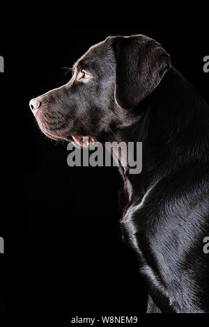 Ritratto di un cioccolato Labrador cane Foto Stock
