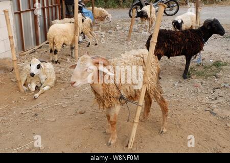 Un gruppo di pecore è legato al palo di legno in un allevamento di allevamento. Foto Stock