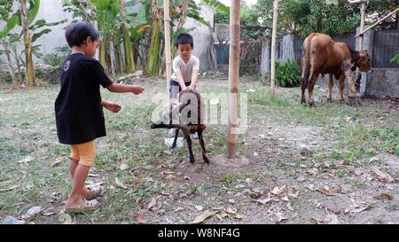 Due ragazzi cercano di nutrire una pecora che si legava a un palo. Foto Stock