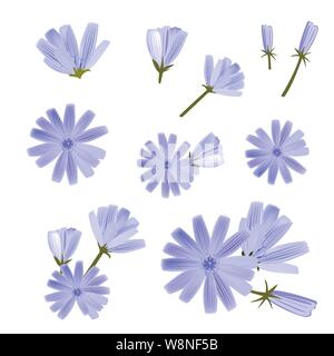 Vettore di cicoria, una raccolta di varie specie di fiori. Disegnate a mano illustrazione vettoriale. Isolati gli elementi di design Illustrazione Vettoriale