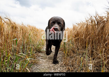 Il Labrador cioccolato in un campo Foto Stock