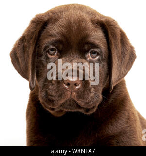 Sette settimane vecchio cioccolato cucciolo di Labrador ritratto Foto Stock