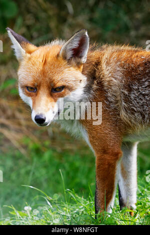 Fox presso il British Centro faunistico Foto Stock