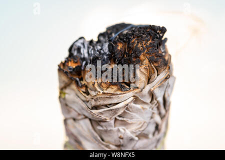 Sbavatura rituale utilizzando la masterizzazione spessa bundle frondoso di salvia bianca sulla spiaggia al sorgere del sole di fronte al lago. Foto Stock