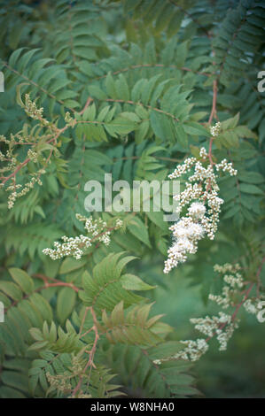 Spirea. Bella e verde sfondo floreale con pianta flowering sorbaria Foto Stock