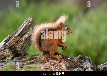 Red scoiattolo (Sciurus vulgaris) seduto su albero caduto sulla Black Isle in luglio Foto Stock