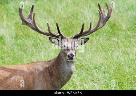 Red Deer presso il British Centro faunistico Foto Stock