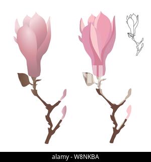 Fiore di Magnolia su un ramo di gentilmente di colore rosa. Contorno e monocromatico disegno animato. Illustrazione Vettoriale Illustrazione Vettoriale