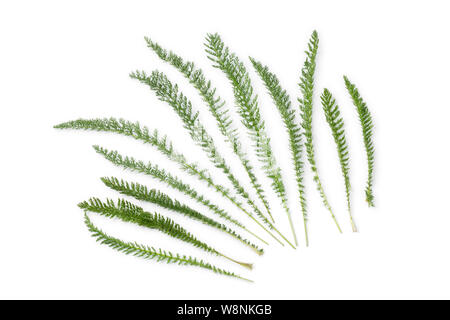 Le foglie fresche di comune yarrow isolati su sfondo bianco Foto Stock