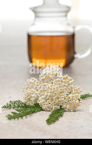 Comune fresco achillea fiori e una pentola di tè sullo sfondo Foto Stock