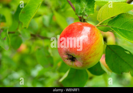 Rosso mela matura sul ramo di anno in giardino a giorno solare Foto Stock