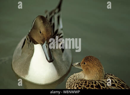 NORTHERN PINTAIL coppia d'anatra Anas acuta, maschio rivolta a sinistra che presenta 'rutto' visualizzazione alle femmine di anatra. Il comportamento di corteggiamento. Foto Stock