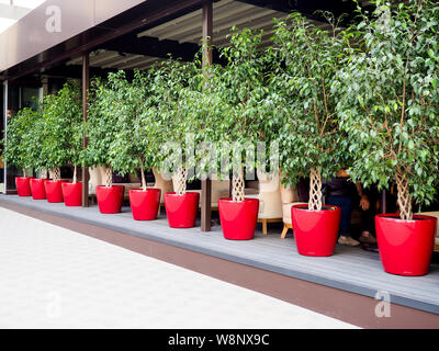 Ficus Benjamin fuori in rosso pentole. Foto Stock