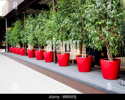 Ficus Benjamin fuori in rosso pentole. Foto Stock