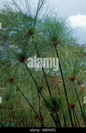 Fiore di papiro di dettaglio (cyperus papyrus) Lake Naivasha, Kenya erbe esotiche Foto Stock