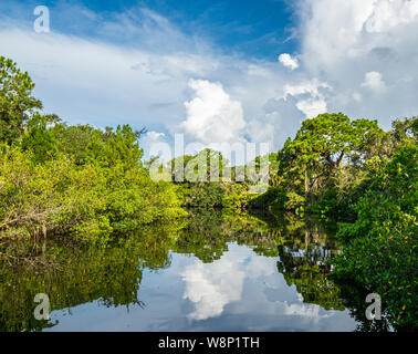 Sud Creek a Oscar Scherer parco dello stato in Nokomis nel sud-ovest della Florida negli Stati Uniti Foto Stock