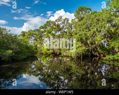 Sud Creek a Oscar Scherer parco dello stato in Nokomis nel sud-ovest della Florida negli Stati Uniti Foto Stock