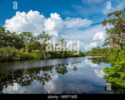 Sud Creek a Oscar Scherer parco dello stato in Nokomis nel sud-ovest della Florida negli Stati Uniti Foto Stock