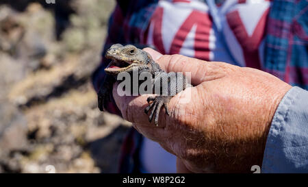 Un Chuckwalla (Sauromalus ater) procurarsi nel deserto di Mojave, STATI UNITI D'AMERICA Foto Stock