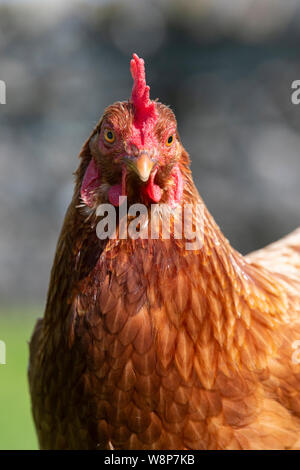 Close up di un intervallo libero hen su una piccola azienda, North Yorkshire, Regno Unito. Foto Stock