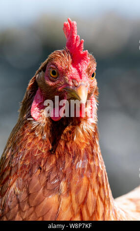 Close up di un intervallo libero hen su una piccola azienda, North Yorkshire, Regno Unito. Foto Stock