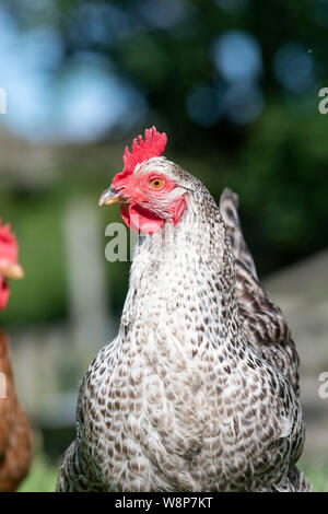 Close up di un intervallo libero hen su una piccola azienda, North Yorkshire, Regno Unito. Foto Stock
