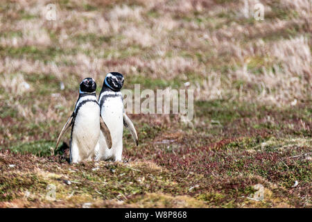 Coppia di carino adulto i pinguini di Magellano, Spheniscus magellanicus, Sea Lion Island, nelle Isole Falkland, British Overseas Territorio Foto Stock