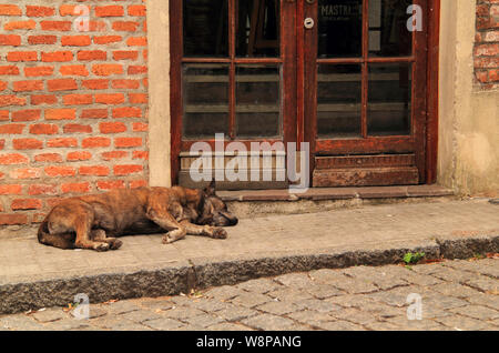 Un cane randagio prende un pisolino su un marciapiede in il quartiere coloniale di Colonia del Sacramento, situato nel paese Sud Americano di Uruguay Foto Stock