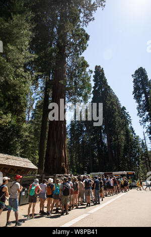 Sequoia Park, CA: il più grande albero del mondo in Sequoia National Park chiamato General Sherman circondato dai turisti. Foto Stock