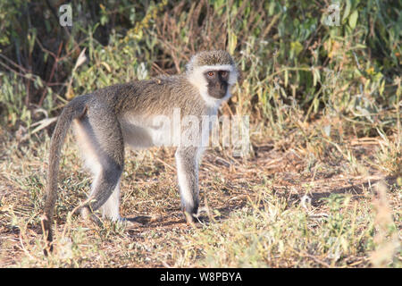 Nero-di fronte vervet monkey (Cercopithecus pygerythrus), una delle più comuni nelle scimmie orientale savana africana Foto Stock