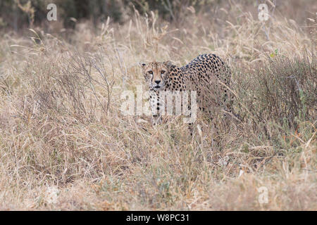 Femmina affamati ghepardo (Acinonyx jubatus) Foto Stock