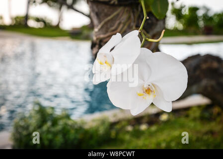 Orchid fiore nel giardino alla giornata invernale di Bali closeup. Phalaenopsis orchid. Foto Stock