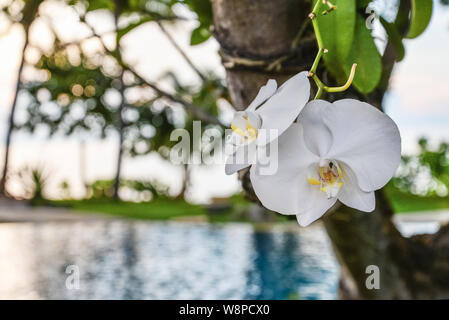 Orchid fiore nel giardino alla giornata invernale di Bali closeup. Phalaenopsis orchid. Foto Stock