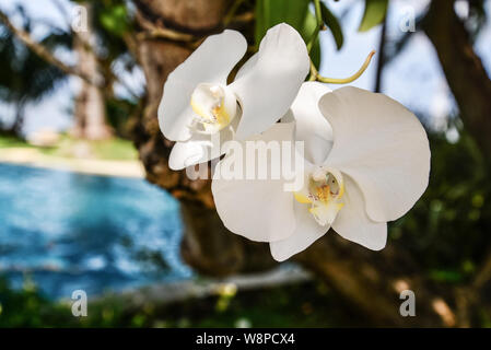 Orchid fiore nel giardino alla giornata invernale di Bali closeup. Phalaenopsis orchid. Foto Stock