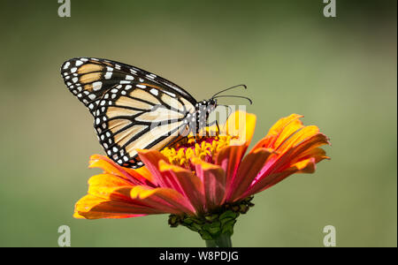 Primo piano di un bel colore arancione,bianco e nero,insetto farfalla monarca ( Danaus plexippus) sorseggiando il nettare da orange Zinnia fiore,Quebec, Canada. Foto Stock