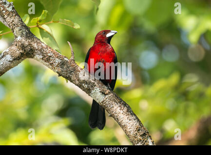 Vista dettagliata del Crimson-backed Tanager ( Ramphocelus dimidiatus) appollaiate sul ramo a Panama. Sfondo bokeh di fondo verde. Foto Stock