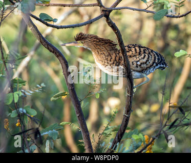 Primo piano della Rufescent immaturi Tiger-heron (Tigrisoma lineatum) si appollaia in un albero frondoso,Panama Foto Stock