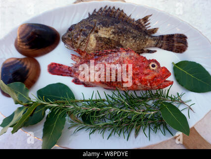 Pesce di mare, pesce rosso Scorpaena scrofa e scorfano Scorpaena porcus sulla piastra, decorata con naturale erbe mediterranee e conchiglie di mare Foto Stock