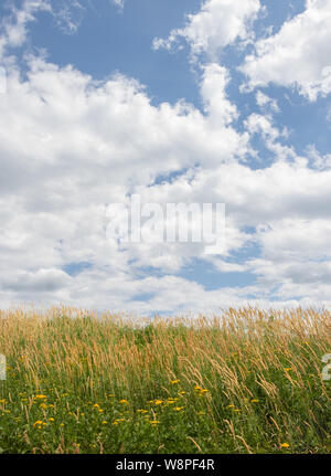 Blue Sky della cape con soffici nuvole bianche su campo verde Foto Stock