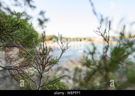 (Fuoco selettivo) vista ravvicinata di un verde juniper albero che cresce sulle zone costiere della Sardegna, Italia. Foto Stock